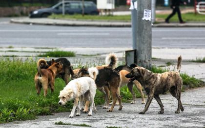 Усть-Кут остро нуждается в увеличении финансирования работ по отлову бездомных животных – Денис Некипелов