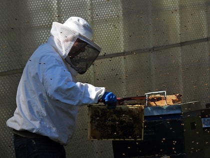 Проект закона «О пчеловодстве» в Иркутской области разработал Дмитрий Тютрин