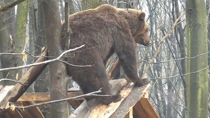 Виталий Перетолчин намерен разобраться в ситуации с прикованным к забору медведем в Бодайбо