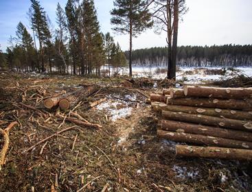 С незаконными лесными рубками в Заларинском районе будет разбираться Ольга Безродных 